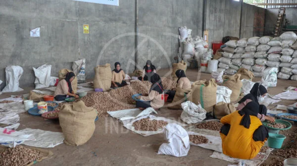betelnut arecanut indonesia supplier producer exporter indoagrio processing 4