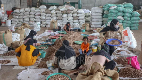 betelnut arecanut indonesia supplier producer exporter indoagrio processing 5