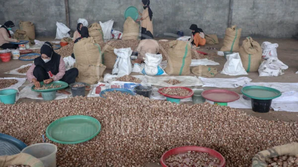 betelnut arecanut indonesia supplier producer exporter indoagrio processing 7