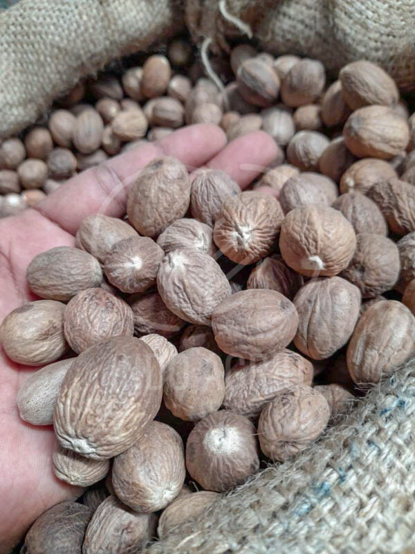 nutmeg indonesia