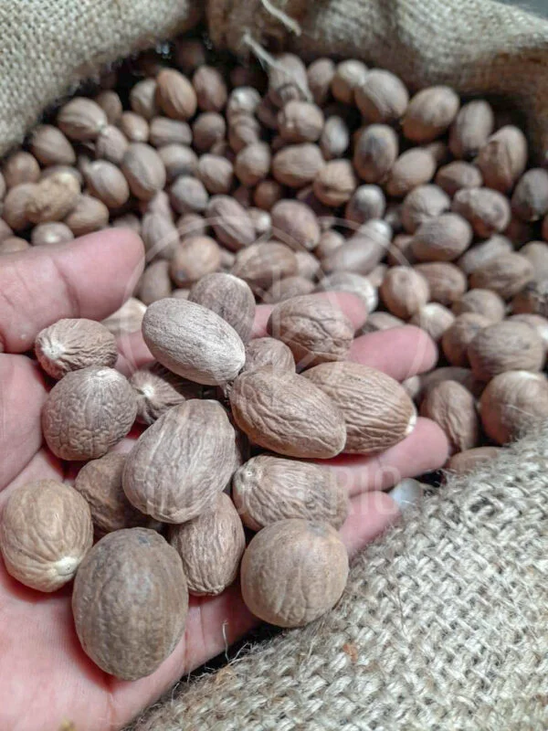 nutmeg supplier indonesia producer exporter indoagrio 3