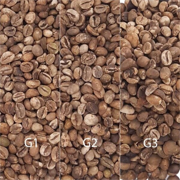 robusta green coffee beans