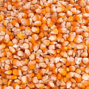 Maize