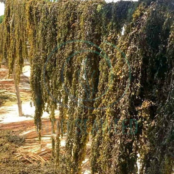 sargassum seaweed 1