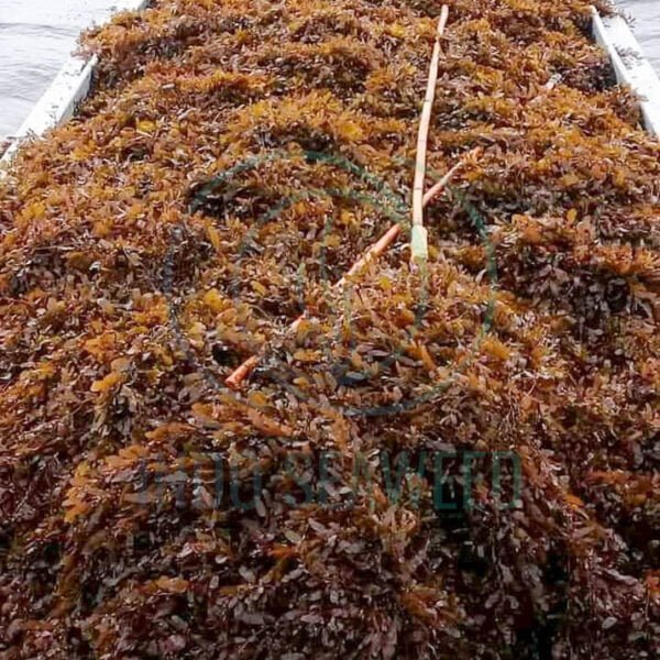 sargassum seaweed 2