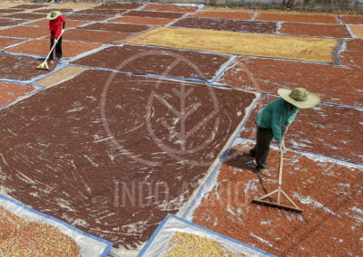 Indonesia Spices cloves indonesia supplier producer exporter indoagrio 8