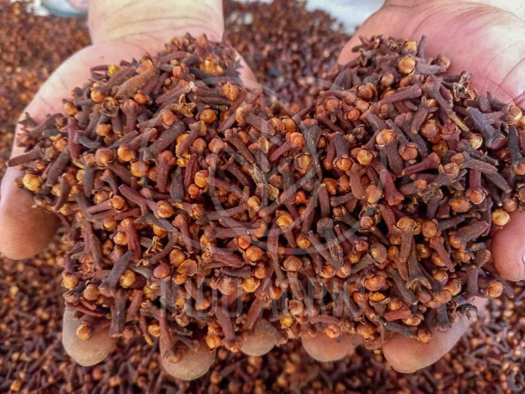 The Best Indonesian Cloves for Your Aromatic Kitchen INDO AGRIO