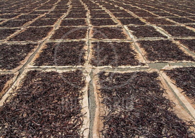 Indonesia Spices vanilla beans indonesia supplier producer manufacturer indoagrio exporter 1