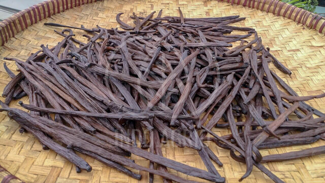 Vanilla Beans The King of Spices • INDO AGRIO