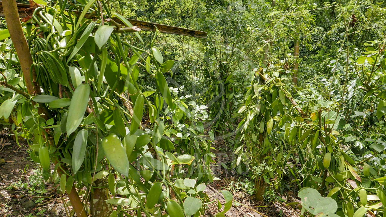 The Sweet and Aromatic Vanilla Beans of Indonesia • INDO AGRIO