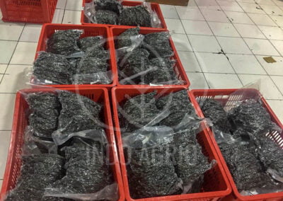 INDO AGRIO vanilla beans indonesia supplier producer manufacturer indoagrio exporter packing 17