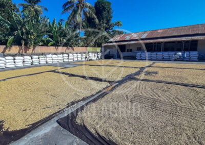 INDO AGRIO arabica coffee beans drying process