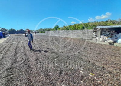 INDO AGRIO arabica green coffee beans drying process in Indonesia
