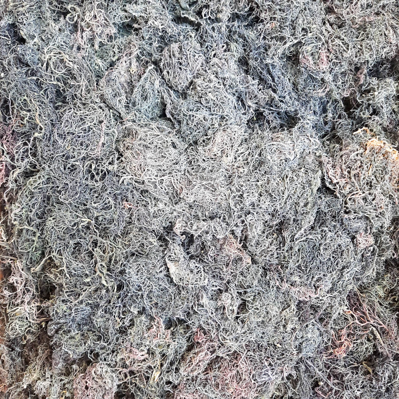 gracilaria INDONESIA