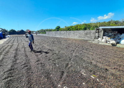 Investment coffee beans processing bali