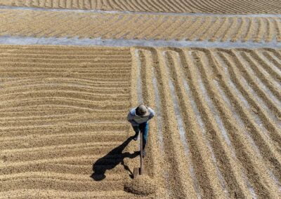 Investment coffee drying
