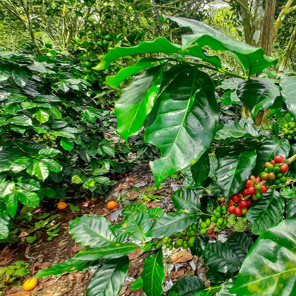 coffee farm Bali coffee farm Bali