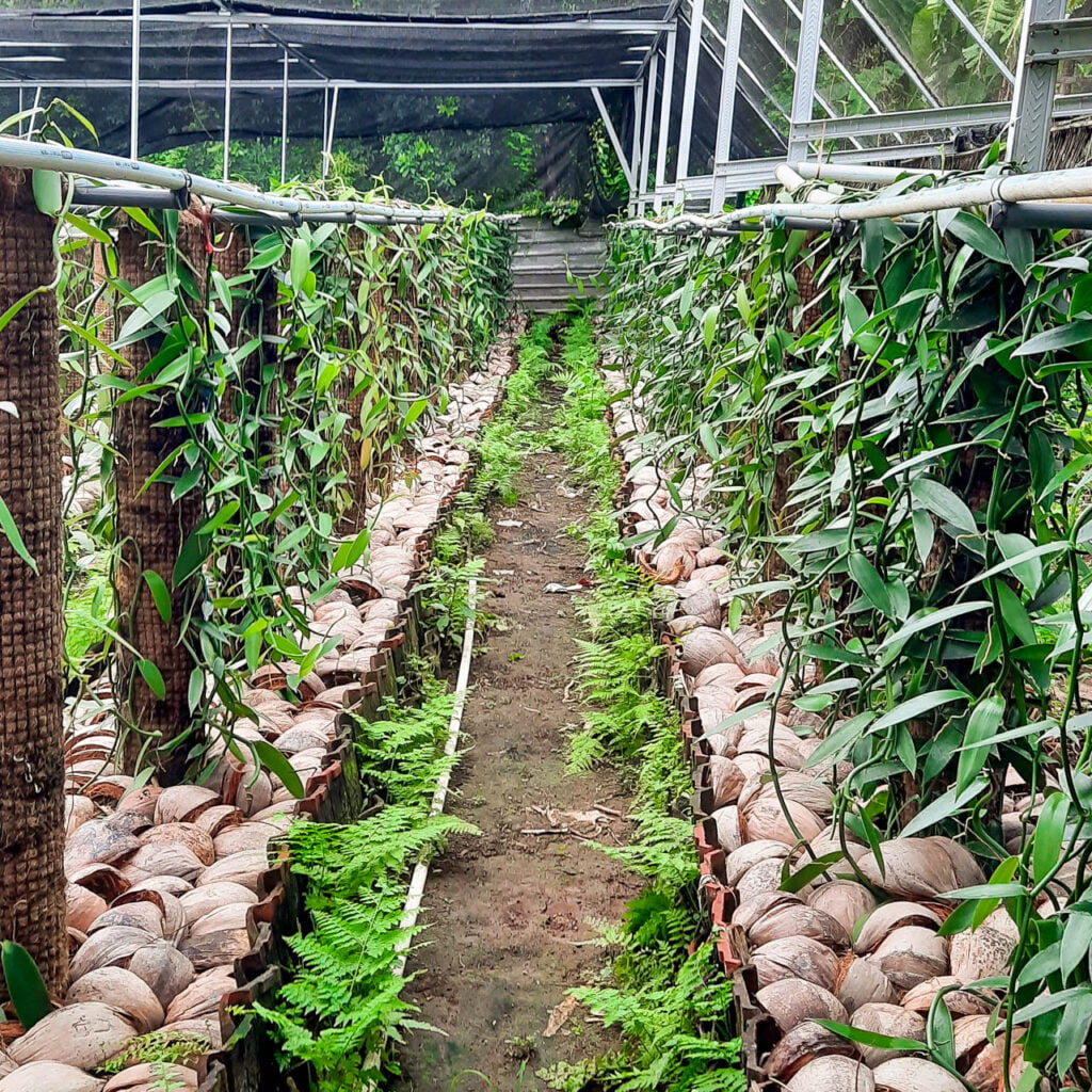 vanilla farm vanilla farm