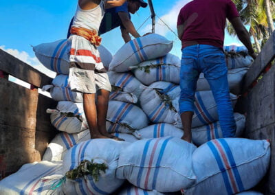ulva seaweed shipment 10