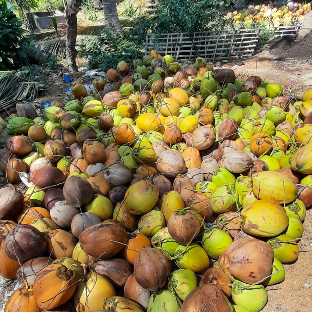 coconut farm coconut farm