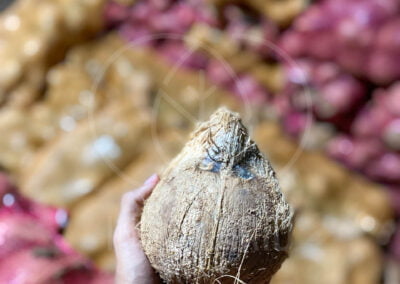 INDO AGRIO semi husked coconut indonesia